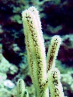 Coral IMG 3248